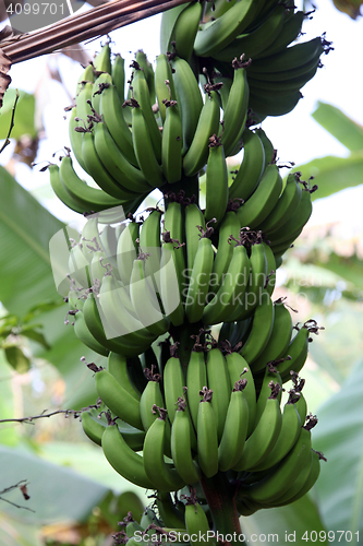 Image of Banana plant with ripe bananas