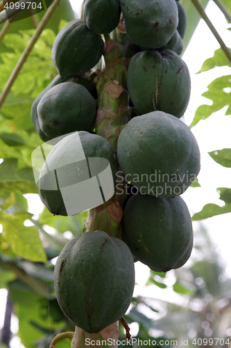Image of Papaya tree