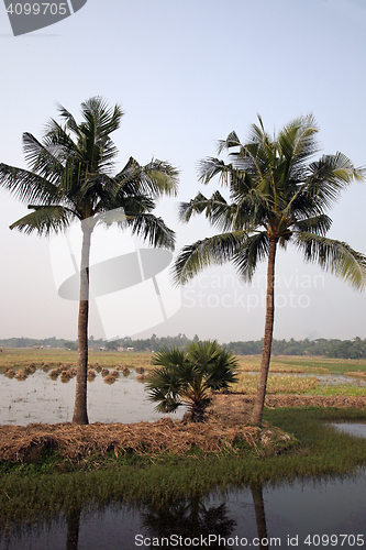 Image of Rice field in Kumrokhali, West Bengal, India.