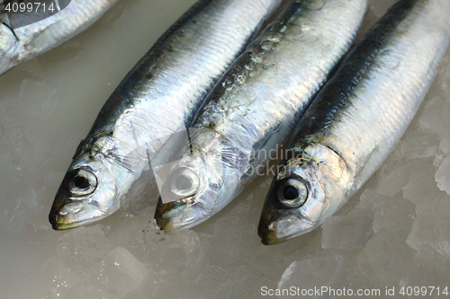 Image of Fresh salt water Sardines