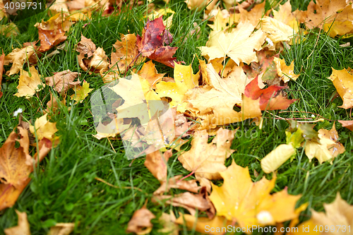 Image of fallen autumn maple leaves on green grass