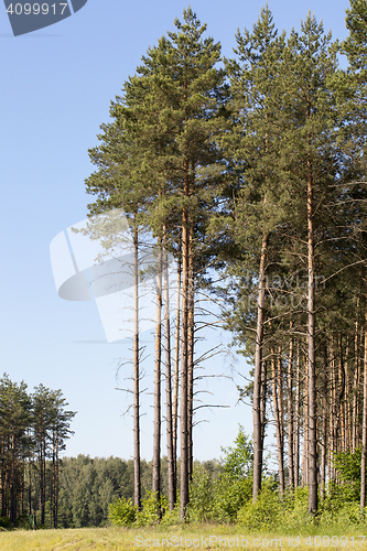 Image of pine trees in the forest