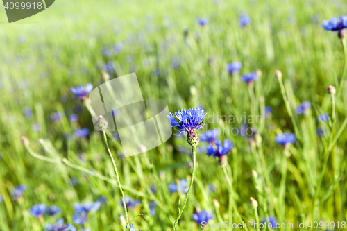 Image of Field with cereal