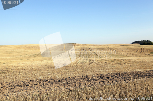Image of agricultural field, cereals