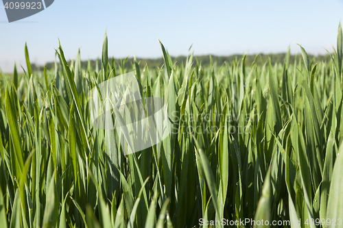 Image of Field with cereal