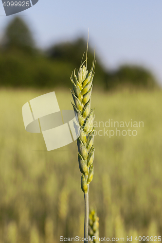 Image of Field with cereal