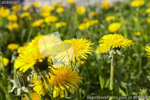 Image of yellow dandelions in spring