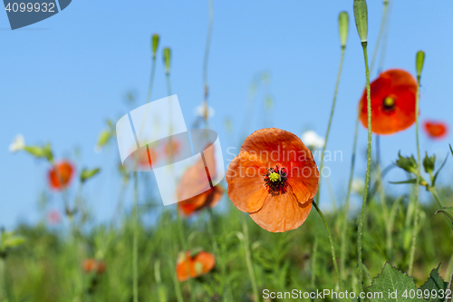 Image of Red Poppy , field