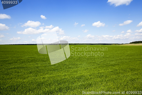 Image of Agriculture. cereals. Spring