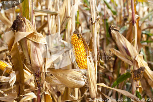 Image of yellowed ripe corn