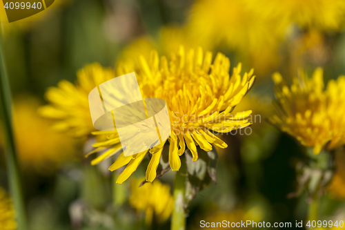 Image of yellow dandelions in spring