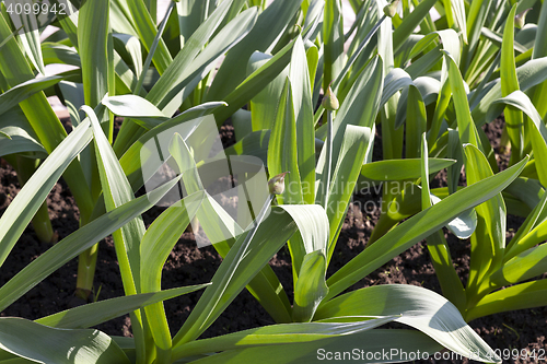 Image of Photo agriculture, Europe