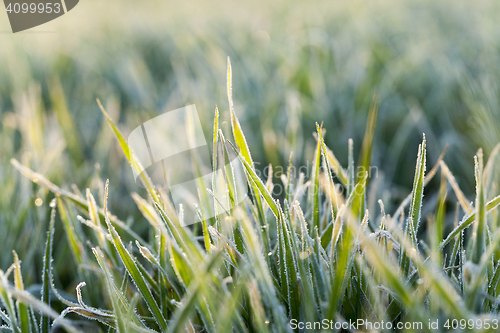 Image of wheat during frost
