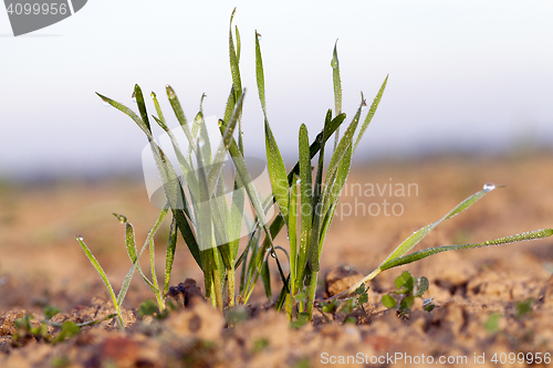 Image of young grass plants, close-up