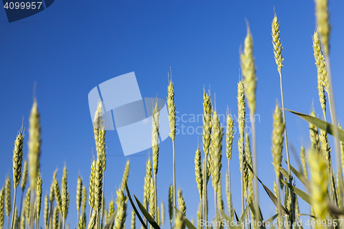 Image of Field with cereal