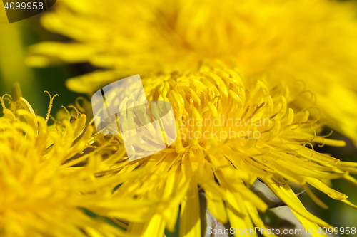 Image of yellow dandelions in spring