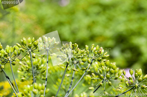 Image of green umbrella dill