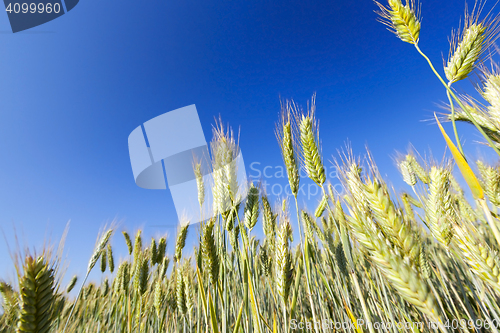 Image of immature yellowing wheat