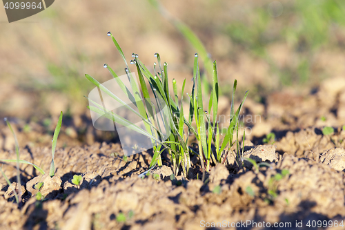 Image of young grass plants, close-up