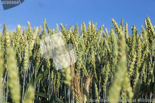 Image of Field with cereal