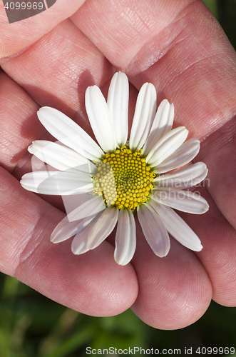 Image of camomile flower close-up