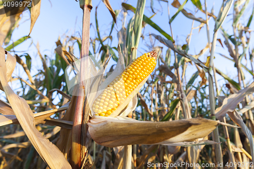 Image of yellowed ripe corn