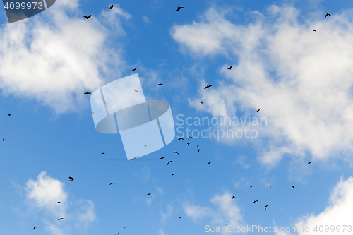 Image of birds flying in the sky