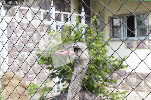 Image of Ostrich in the zoo