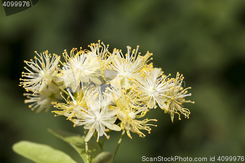 Image of flowering linden trees