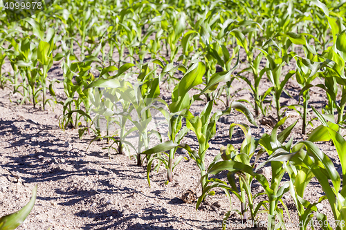 Image of Field of green corn