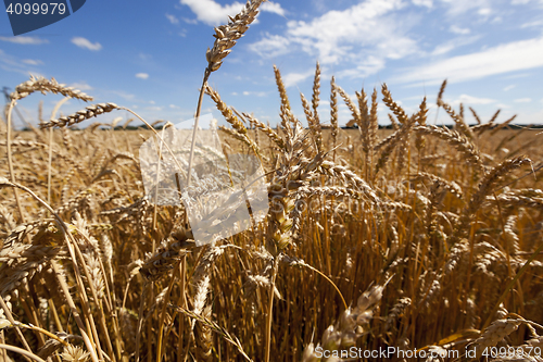 Image of ripe yellow cereals