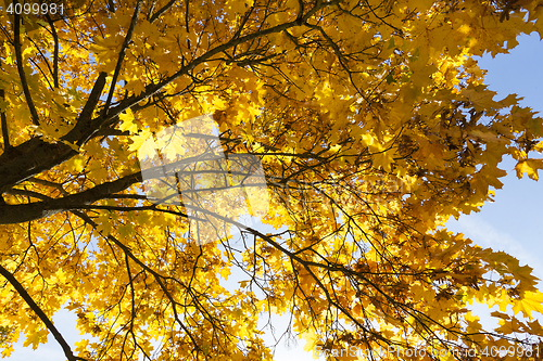 Image of maple trees in the fall