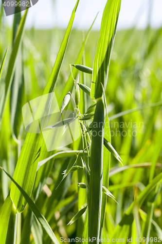 Image of Field with cereal