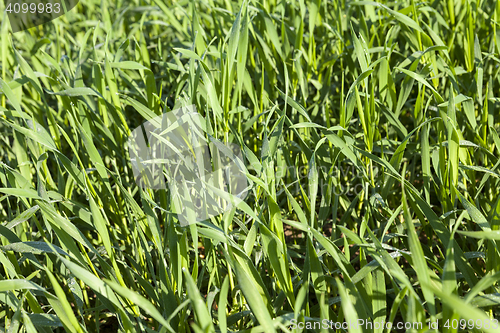 Image of Field with cereal