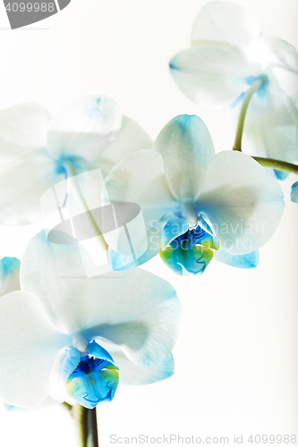 Image of Blue Orchid, close-up