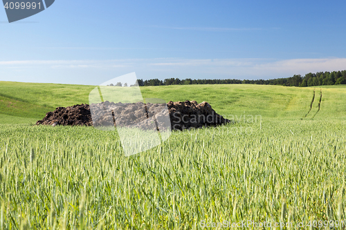 Image of Field with cereal