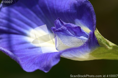 Image of Vivid