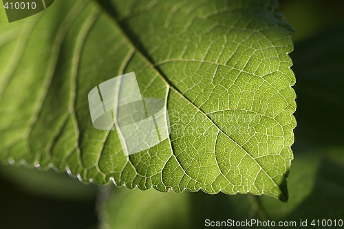 Image of Amazing Green