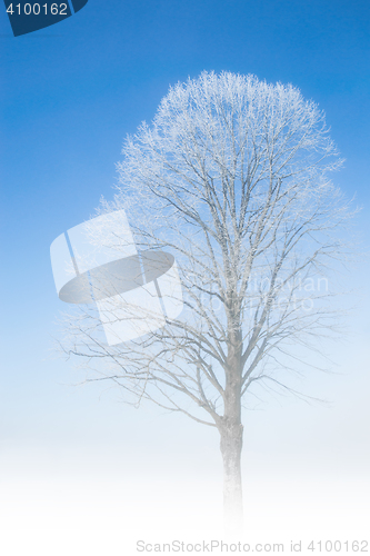 Image of Frozen tree frosty twigs on snowbound snowfield scene
