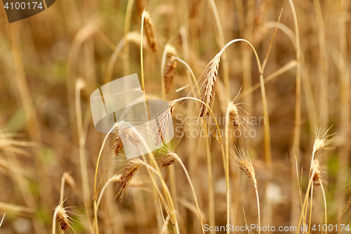 Image of cereal field with spikelets of ripe rye or wheat