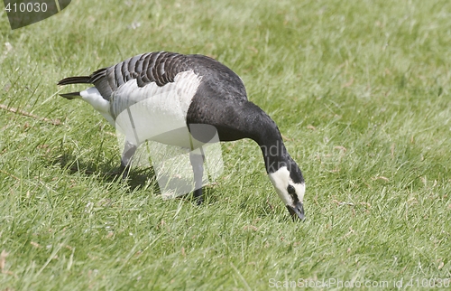 Image of Barnacle goose