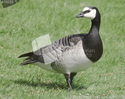 Image of Barnacle goos.