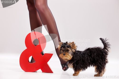 Image of Little Yorkshire Terrier And Woman\'s Legs