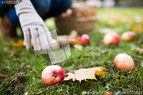 Image of woman with basket picking apples at autumn garden