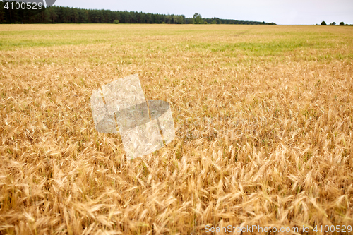 Image of cereal field with spikelets of ripe rye or wheat