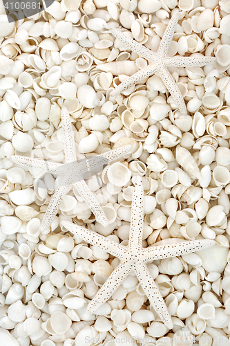 Image of Starfish and Seashell Background