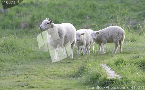 Image of Sheep with lamb