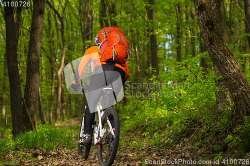 Image of Cyclist Riding the Bike on a Trail in Summer Forest