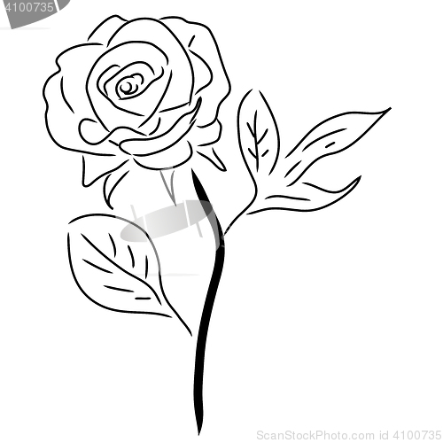 Image of Red Rose isolated on white, illustration