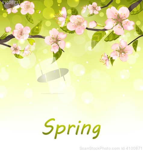 Image of Cute Branches of Cherry Blossom Tree, Natural Background
